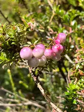 Congreso Latinoamericano de Botánica - Carlos Agudelo UQ