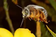Anthophora porphyrea.- autor Rolf Nagel