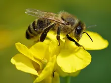 Apis_mellifera - Brassica_napus