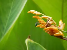 Proyecto hoteles de polinizadores UQ 1