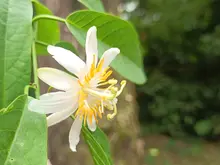 Proyecto hoteles de polinizadores UQ 3