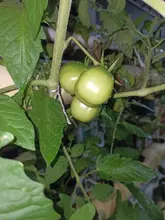 Sistema de riego automatizado para el vivero de la UQ, un proyecto de estudiantes uniquindianos