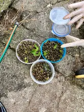 La Mosca Soldado Negra (larva) en investigación por estudiantes