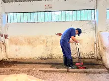 La Mosca Soldado Negra (larva) en investigación por estudiantes