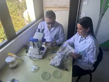 Cultivo in vitro especies paramunas UQ 1