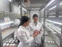 Cultivo in vitro especies paramunas UQ 2