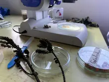 Cultivo in vitro especies paramunas UQ 3