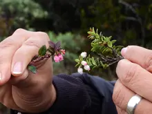Campo Cultivo in vitro especies paramunas UQ