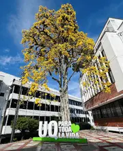 Hacia la universidad imaginada: metodología para la construcción del PDI y el PEU de la UQ