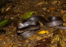 Serpientes proyecto de extensión conservación biocultural Riosucio, Caldas 2