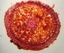 Viviendo entre orquídeas 1