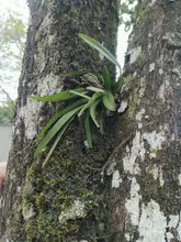 Siembra orquídeas UQ 2