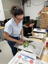 Conocimiento etnobotánico y uso de plantas medicinales en la comunidad indígena pijao del quindío