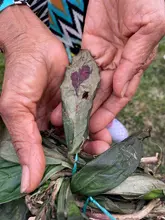 Conocimiento etnobotánico y uso de plantas medicinales en la comunidad indígena pijao del quindío