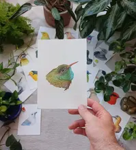 Explorando la naturaleza a través del arte: Una entrevista con el ilustrador David Cardona