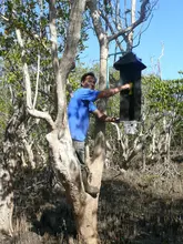 De Colombia a Sudáfrica: La investigación que expone los riesgos y beneficios de los escarabajos xilófagos en manglares