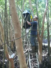 De Colombia a Sudáfrica: La investigación que expone los riesgos y beneficios de los escarabajos xilófagos en manglares