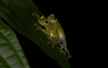 Rana de cristal. Foto: Fernando Vargas-Salinas