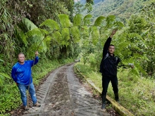 Helechos arborescentes