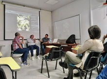 Helechos arborescentes