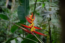 Uniquindío realizó el XXI Congreso Internacional de Heliconia en el Jardín Botánico del Quindío
