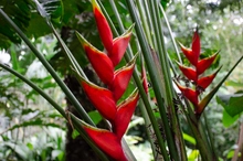Uniquindío realizó el XXI Congreso Internacional de Heliconia en el Jardín Botánico del Quindío