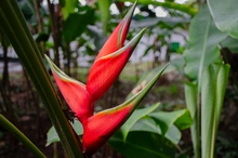 Uniquindío realizó el XXI Congreso Internacional de Heliconia en el Jardín Botánico del Quindío