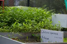 El vivero de la Uniquindío recibió registro del ICA para distribuir material vegetal en todo el territorio nacional