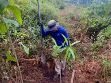 Compensación forestal 2