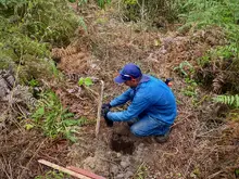 Compensación forestal 3