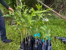 Compensación forestal 4