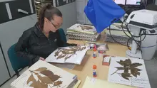 El herbario de la UQ: un patrimonio en crecimiento