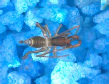 P_lemniscatus_holotipo_dorsal