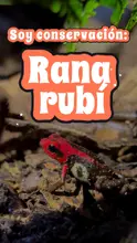 Un proyecto de conservación de la rana rubí en el Eje Cafetero
