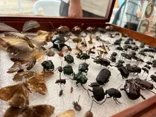 Muestras biológicas 1