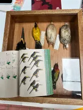 Muestras biológicas 3