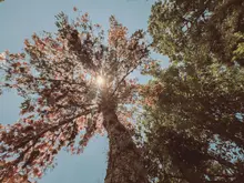 Guayacán rosado. Foto David Huertas