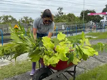 Sinergia territorial, siembra de árboles en Montenegro y EPA 1