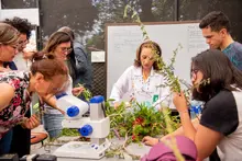 DiplomadoPlantasMedicinales